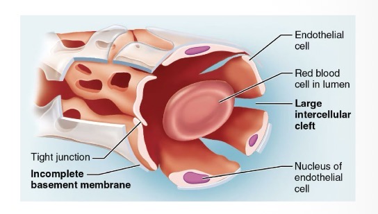 <p>Irregular, blood-filled spaces with large fenestrations and an incomplete basement membrane, allowing formed elements (like blood cells) to pass</p><ul><li><p>Found in the liver, bone marrow, and spleen</p></li></ul><p></p>