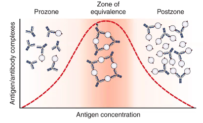 <ul><li><p># of multi-valent sites of antigen and antibody are approx equal</p></li><li><p>to be detectable, precipitation reactions must be run in th zone of equilvalence</p></li></ul><p></p>