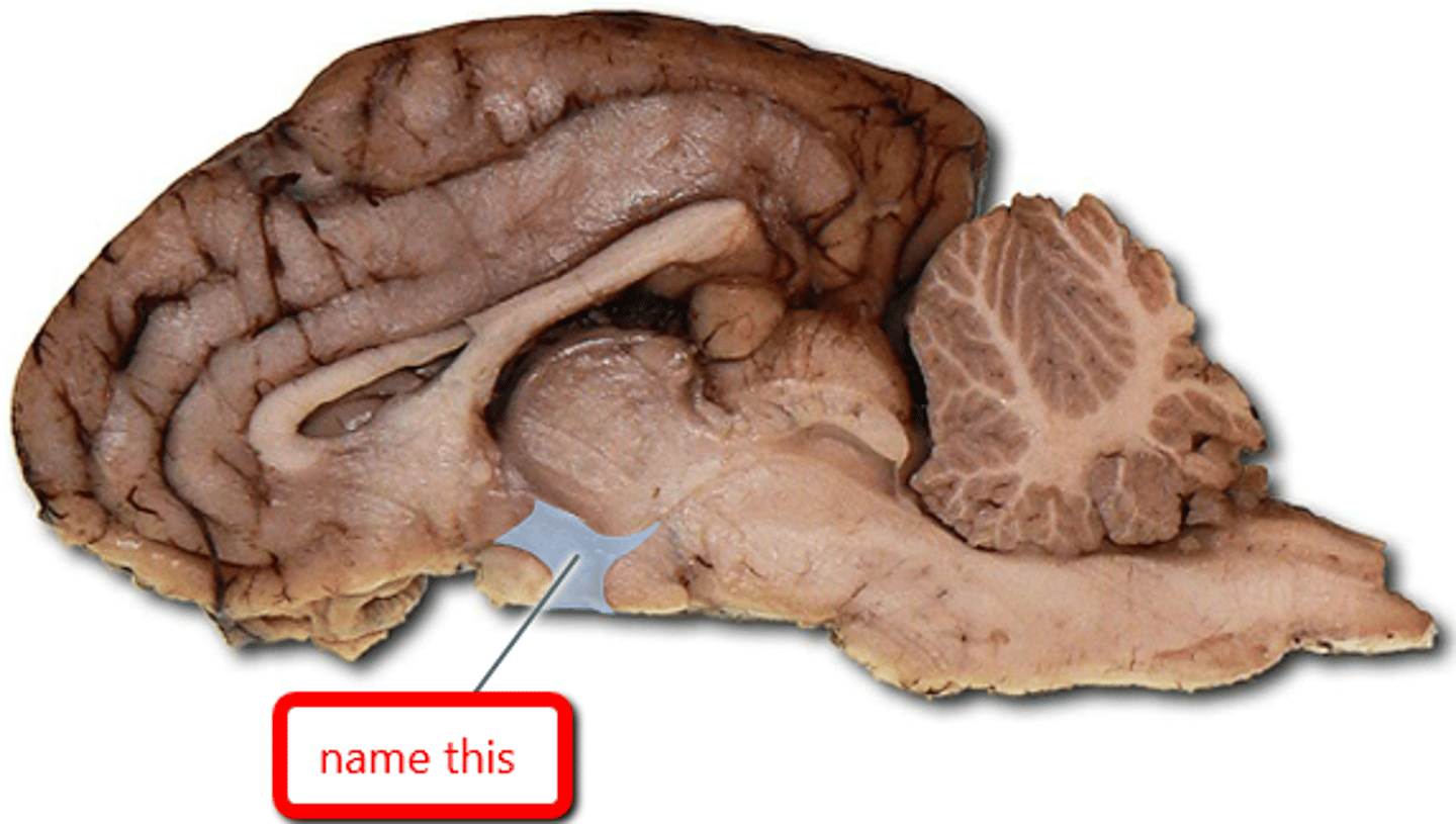 <p>below the thalamus</p>