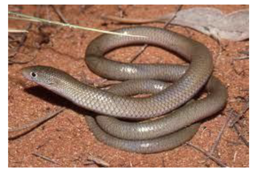 <ul><li><p><span style="background-color: transparent;">Member og Gekkota</span></p><ul><li><p><span style="background-color: transparent;">47 species </span></p></li><li><p><span style="background-color: transparent;">Legless geckos </span></p><ul><li><p><span style="background-color: transparent;">Some have vestigial hindlimbs </span></p></li></ul></li><li><p><span style="background-color: transparent;">Burrowing or “swim” through grass </span></p></li><li><p><span style="background-color: transparent;">Some have communal nesting </span></p></li><li><p><span style="background-color: transparent;">Mainly in Australia </span></p></li></ul></li></ul><p></p>