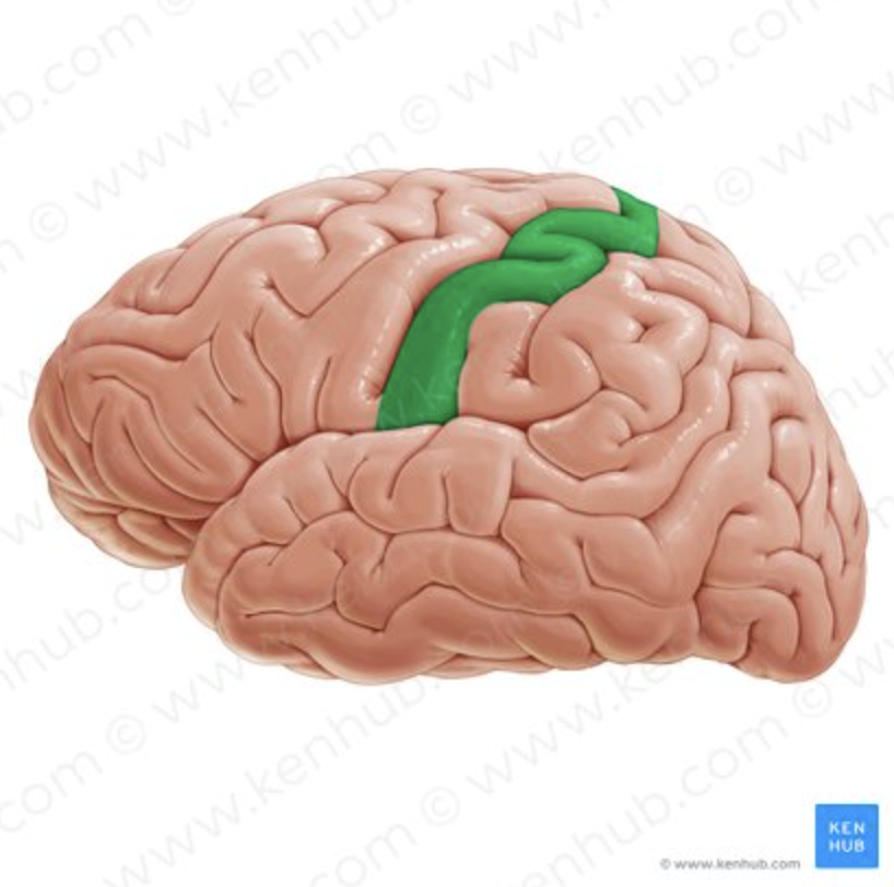 <p>PRIMARY SOMATOSENSORY CORTEX. GREY or WHITE MATTER?</p>