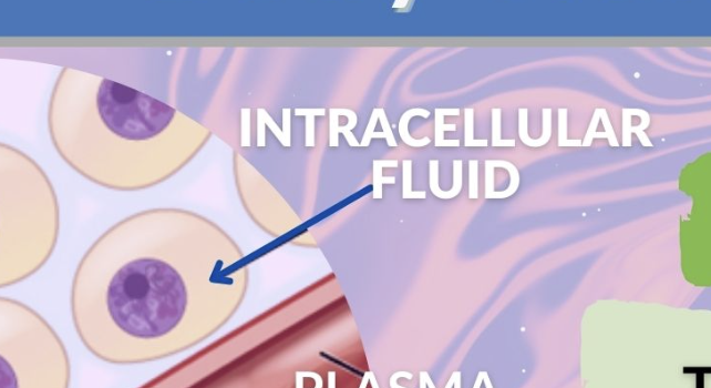 <p>Intracellular fluid (ICF)</p>