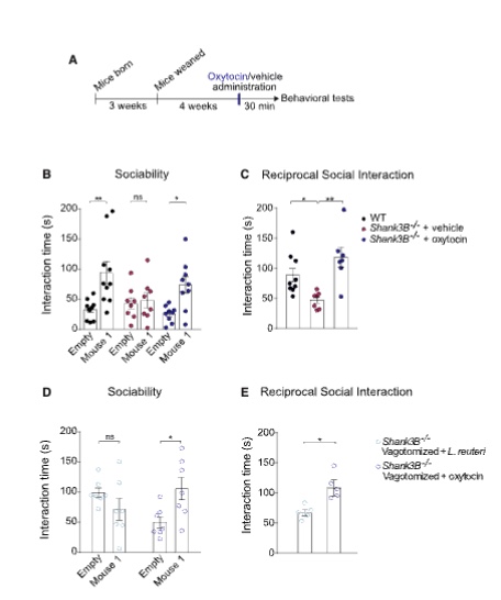 <p>When researchers gave oxytocin directly through the nose (bypassing the gut-brain axis entirely), it rescued social behavior in the ASD mice — just like <em>L. reuteri</em> did. Critically, intranasal oxytocin also worked in mice whose vagus nerves had been cut, confirming that the vagus nerve is specifically needed for <em>L. reuteri</em> to work, but once oxytocin is delivered directly to the brain, the vagus nerve is no longer needed.</p>