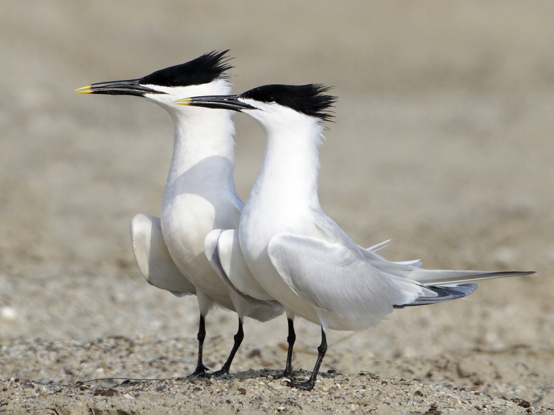 <p>Order Charadriiformes Family Laridae</p>