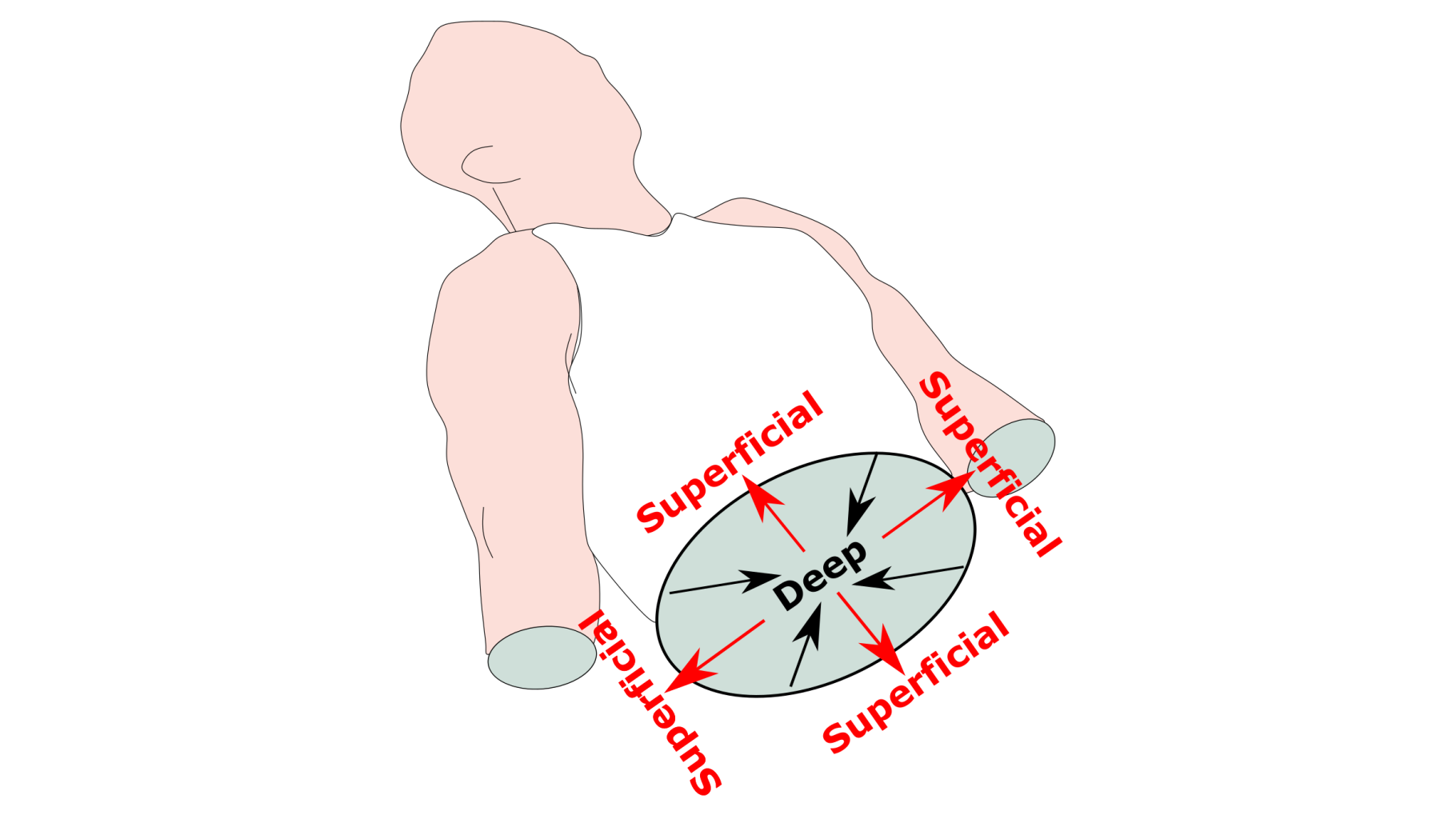 <p>refers to the outer part of the body or organ</p>