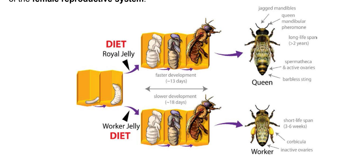 <p>Effect of diet on bees</p>
