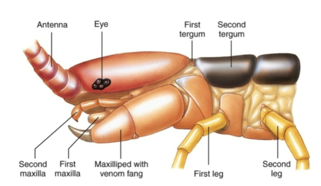 <p>Appendages modified as venom claws</p><p></p>