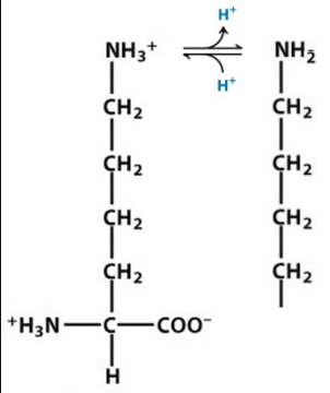 <p>essential; positively charged amino acids at physiological pH; a free amino group (E- amino group), with a pKa close to 10</p><p></p><p>K</p>