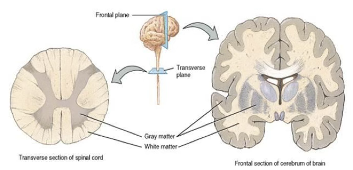 <ul><li><p><span style="background-color: transparent;">Tissue in the <u>CNS</u> defined by its color&nbsp;</span></p><ul><li><p><span style="background-color: transparent;">Grey matter: contains <em>unmyelinated</em> neurons, neuronal cell bodies, dendrites, and glia</span></p></li><li><p><span style="background-color: transparent;">White matter: contains a large number of <em>myelinated</em> axons. Found in deeper parts of the brain and superficially on the spinal cord</span></p></li></ul></li></ul><p></p>