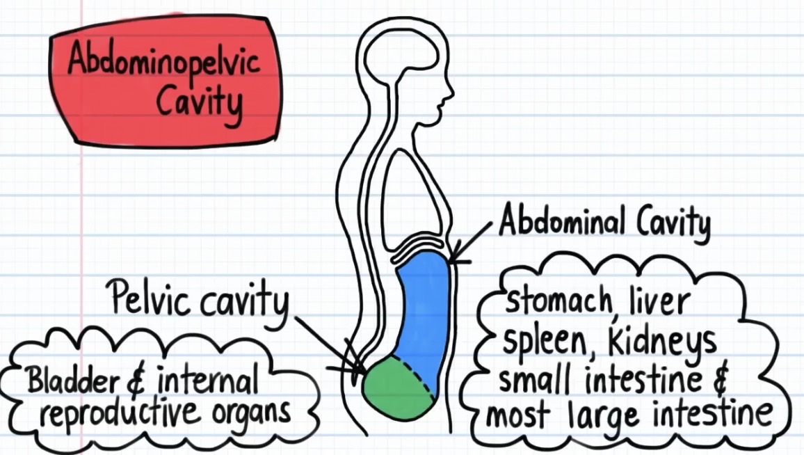 <p>What organ(s) can be found in the abdominopelvic cavity?</p>