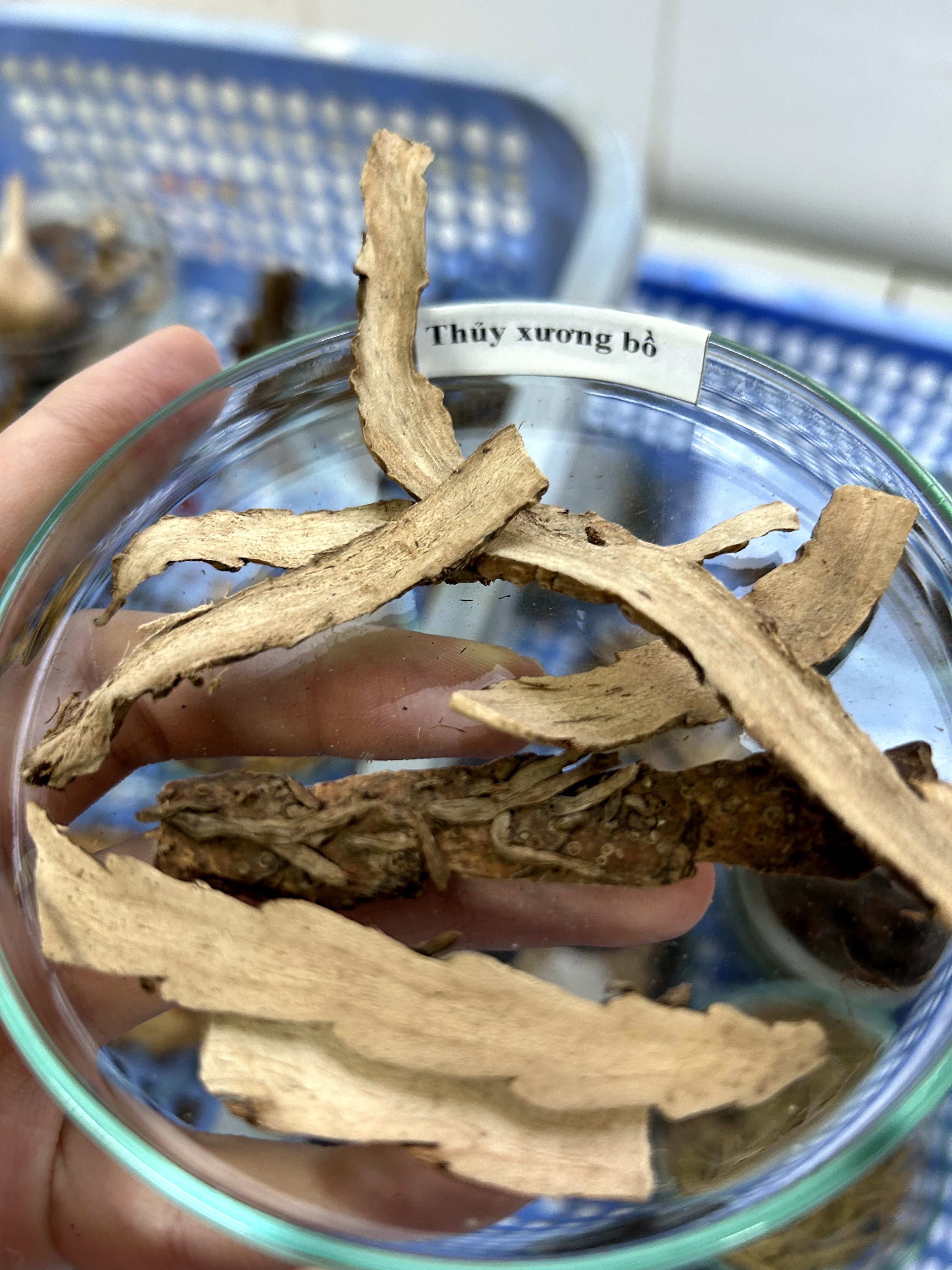 <p>thủy xương bồ</p>