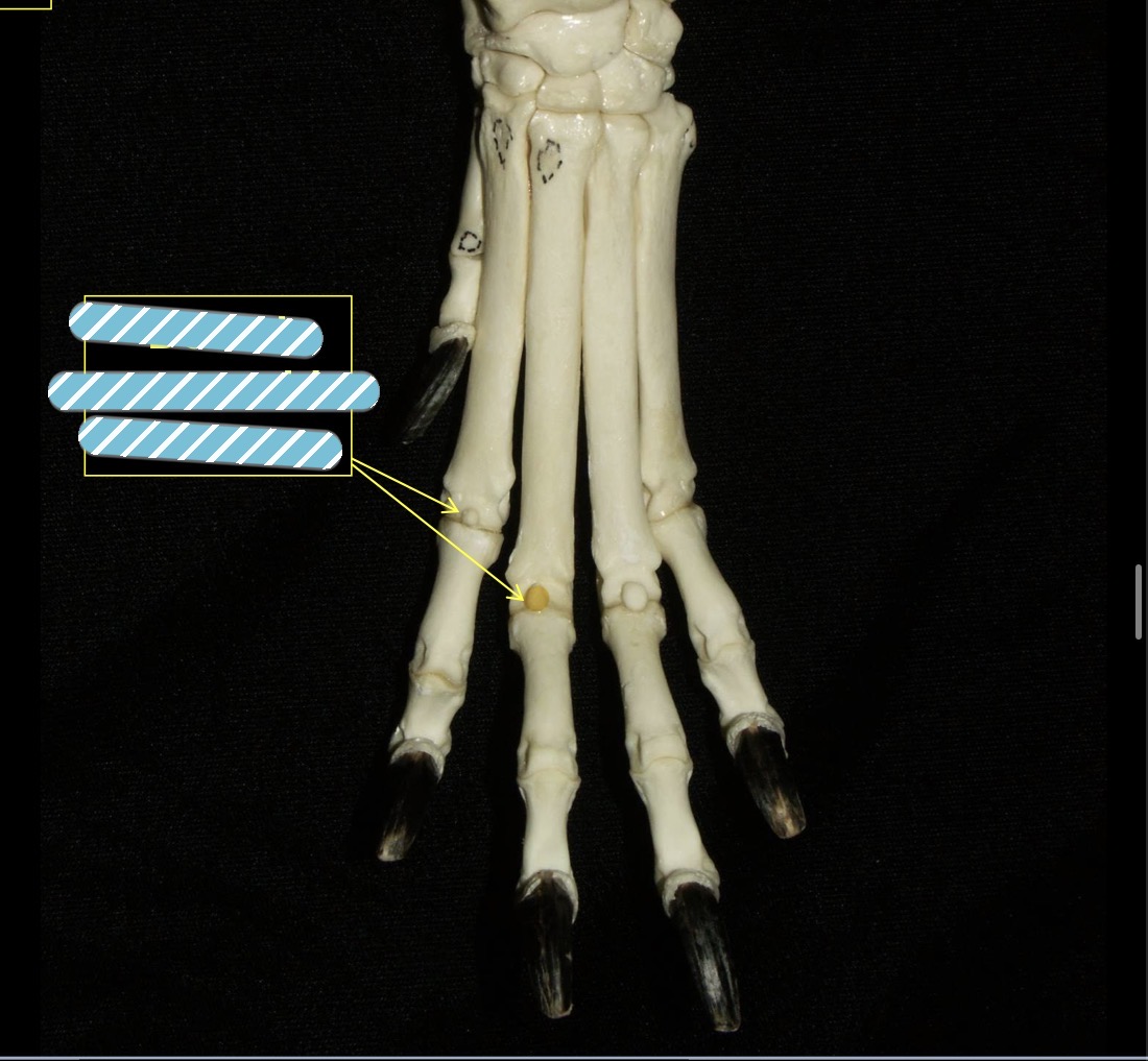 <p>Identify the bone</p>
