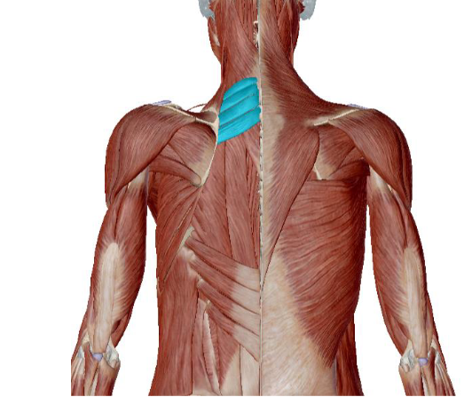<p>what muscle is this </p>