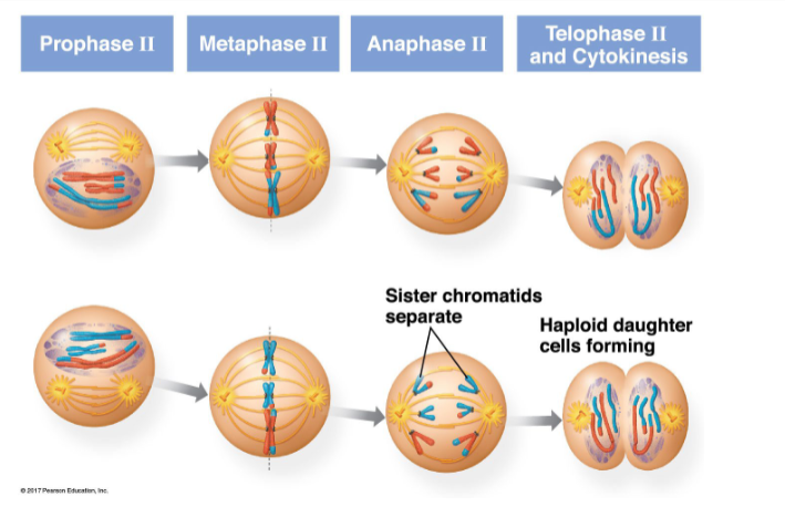 <ul><li><p>very similar to mitosis, except not preceeded by DNA replication</p></li><li><p>sister chromatids separate in anaphase II</p></li><li><p>haploid daughter cells form in telphase II and cytokinesis</p></li></ul><p></p>