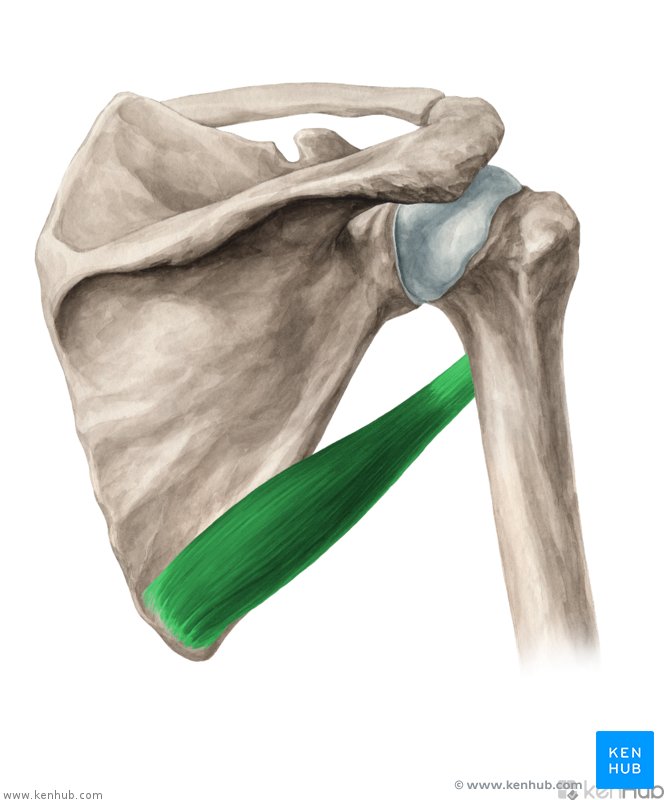 <p>M. teres major</p>