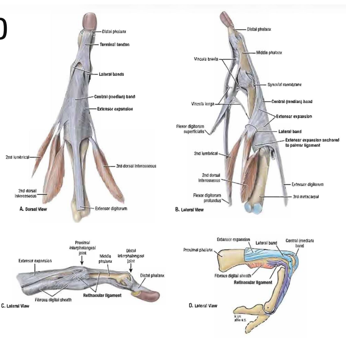 <p>Triangular shaped web of CT structure that the EDC tendon &amp; intrinsics (interossei &amp; lumbricals) insert into</p><ul><li><p>Facilitates &amp; completes finger extension</p></li><li><p>Located between dorsum of MCP joint &amp; dorsum of the proximal phalanx</p></li></ul><p></p>