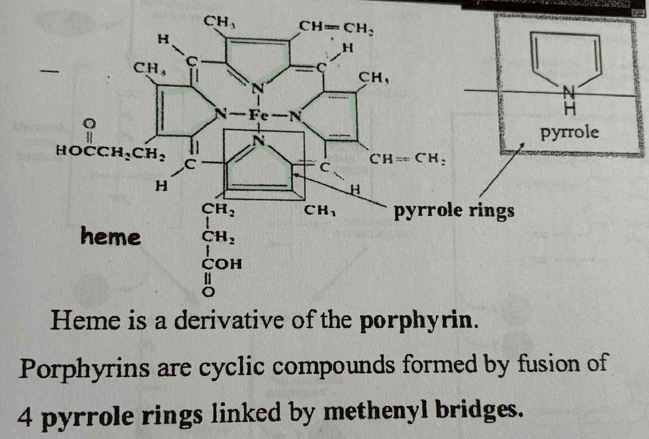 <ul><li><p><strong>heme</strong> groups are a part of <strong>myoglobin</strong> and <strong>hemoglobin</strong> proteins, that <strong>contain iron</strong> to <strong>help bond oxygen</strong></p></li><li><p><strong>hydrophobic</strong></p></li><li><p>hemes are a linkage of <strong>four pyrrole rings</strong> (linked by <strong>methene bridges</strong>)</p></li><li><p>has <strong>Iron</strong> in the center</p></li><li><p>macrophages break down the heme, which gets converted to biliverdin, and then that gets converted to bilirubin</p></li></ul><p></p>