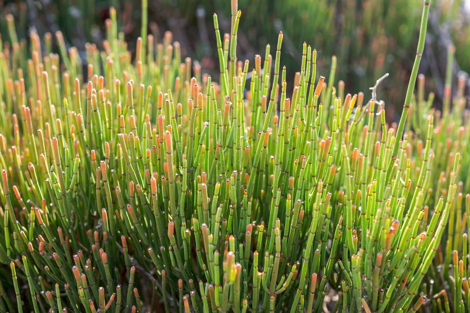 <p>California Ephedra / Ephedra californica </p>