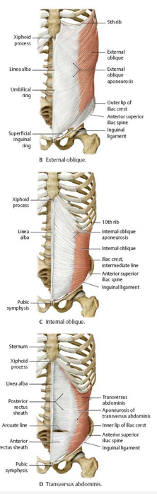 <p>lateral group muscles and their innervation</p>
