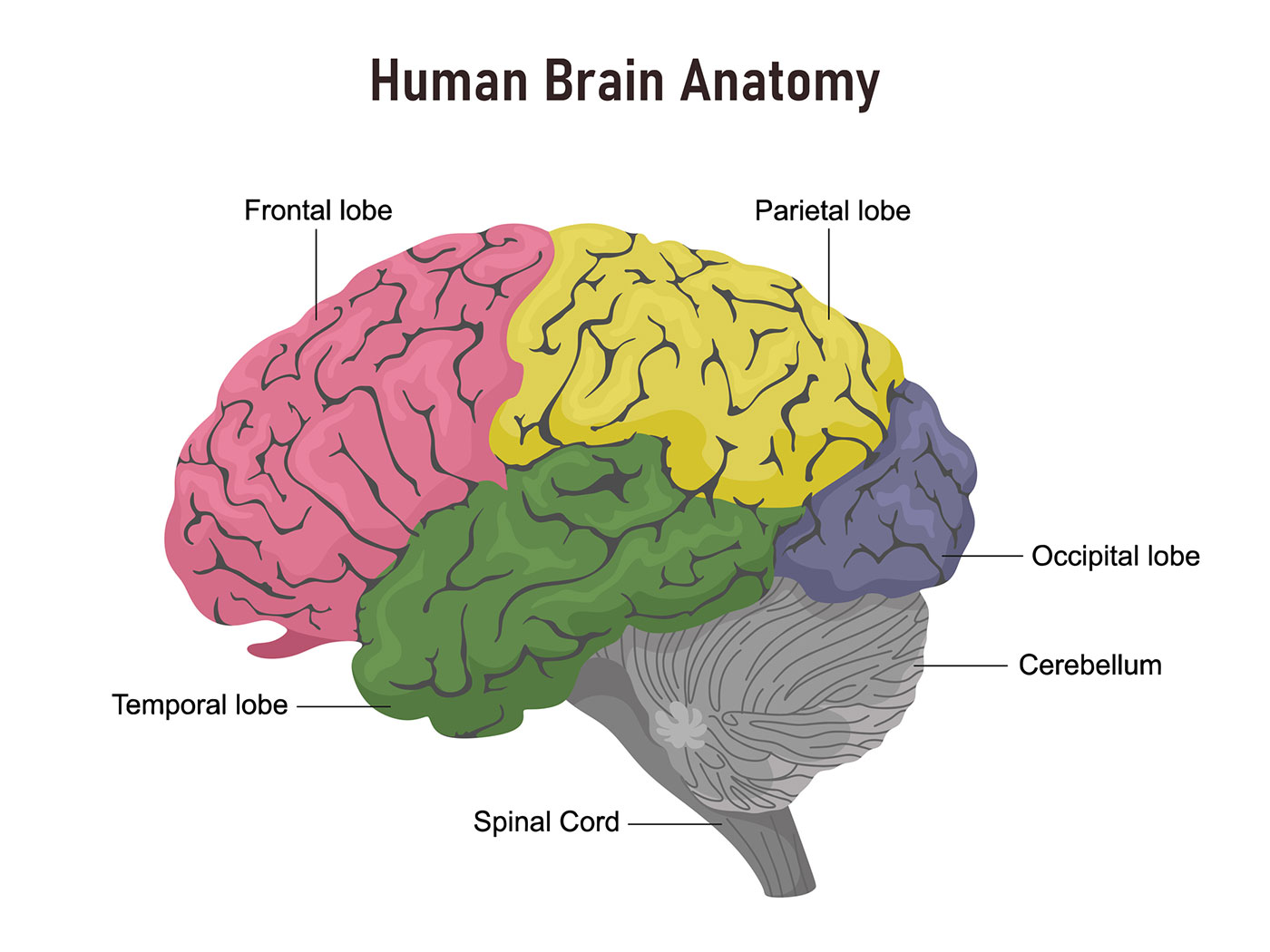 <p>Main functions of the brain</p>