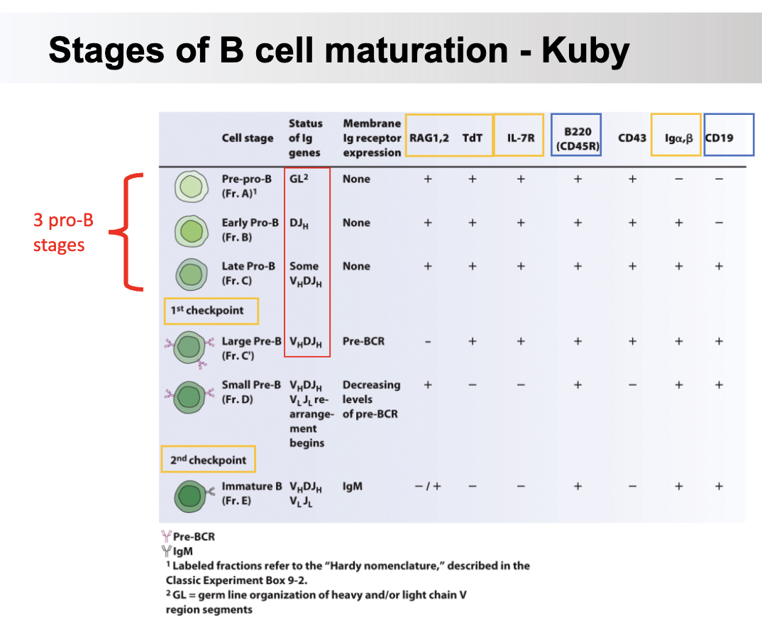 <ol><li><p>germline (big toe)</p></li><li><p>RAG1/2 ; TdT —> HC RAR</p></li><li><p>Pre-BCR</p></li><li><p>2 ; <br>RAG1/2 ; TdT ; proliferation —> Large pre-B</p></li><li><p>RAG1/2</p></li><li><p>VpreB and lambda5 ; BCR ; <br>IMMATURE B CELL<br>5</p></li><li><p>Blood<br>Receptor-editing<br>6 (checkpoint 2)</p></li></ol><p></p>