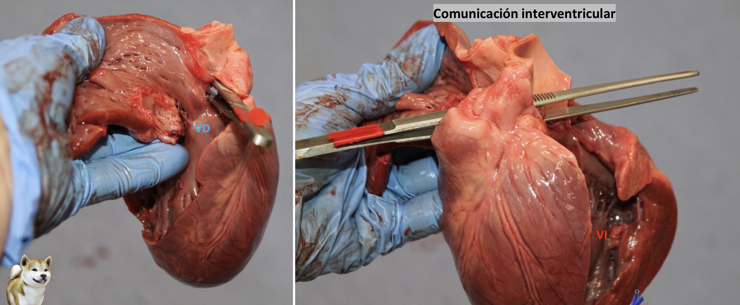 <p>Patogenia </p>