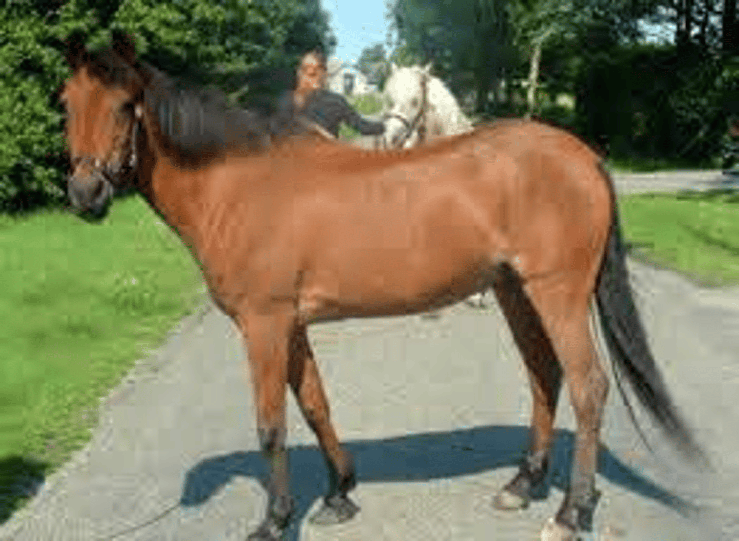 <p>welke kleur </p>