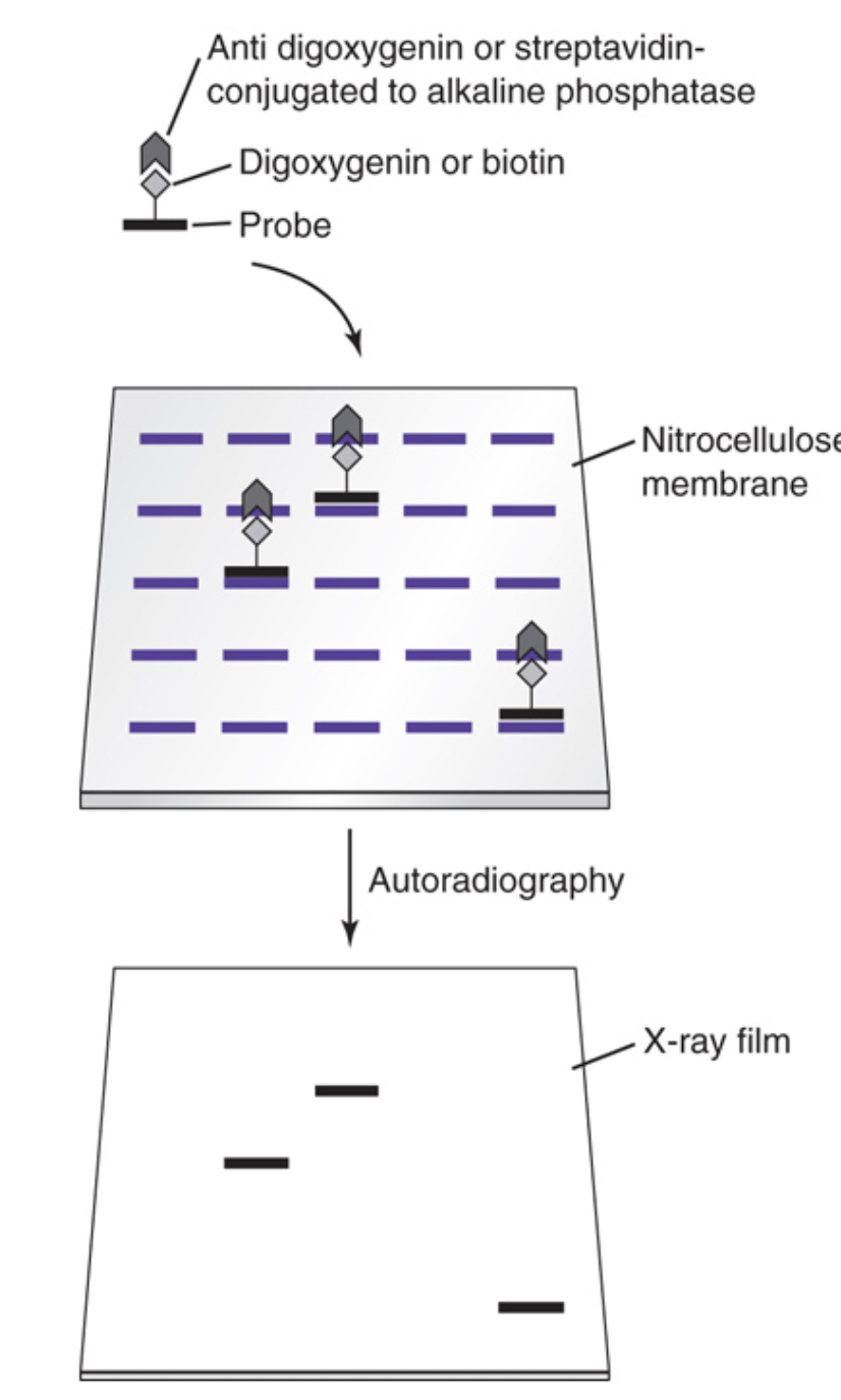 <ul><li><p>The probe is covalently attached to digoxigenin or biotin</p></li><li><p class="p1">After hybridization, the probe is bound by antibodies to digoxigenin or streptavidin conjugated to alkaline phosphatase (AP)</p></li><li><p class="p1">This complex is exposed to color- or light-producing substrates of AP, producing color on the membrane or light detected with autoradiography film</p></li></ul><p></p>