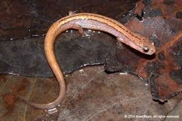 <p><span>a yellow undertail and is also less patterned above, much smaller, has 4 toes</span></p>