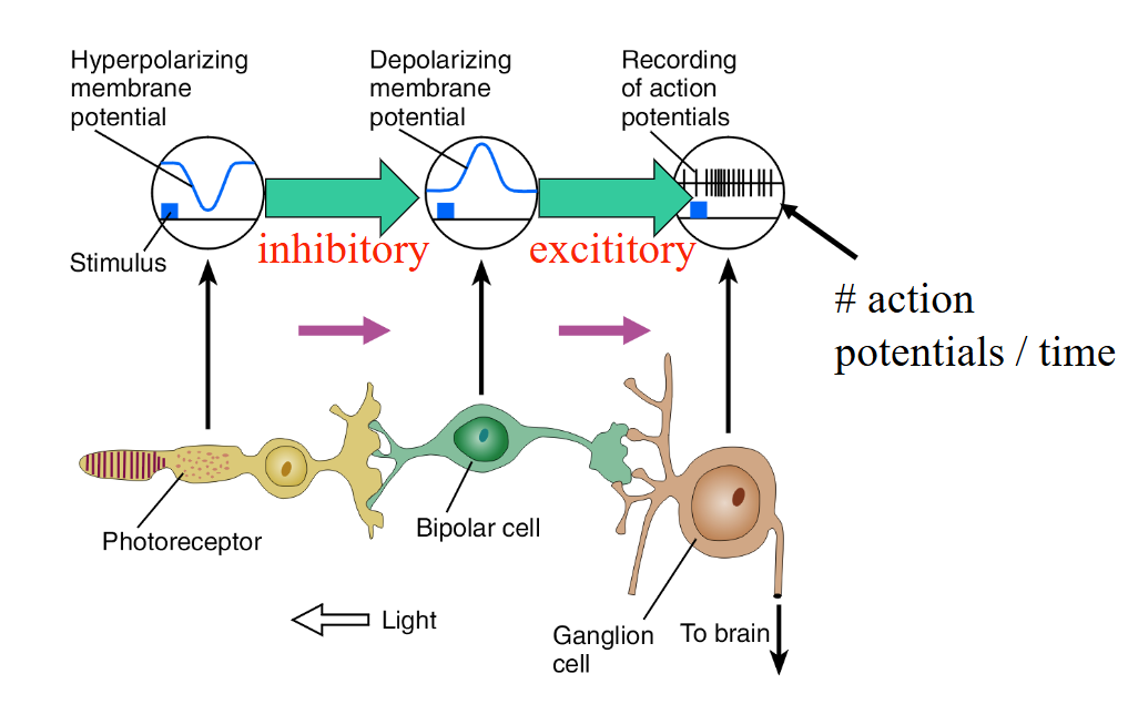 <p>an opsin (a protein) and a retinal (a lipid)</p><ul><li><p>in the dark, membrane Na+ and Ca2+ channels are kept open by cGMP → NT (glutamate) is released which hyperpolarizes the bipolar cell membrane</p></li><li><p>light splits the photopigment — opsin and retinal — apart</p><ul><li><p>activates G protein (transducin)</p></li><li><p>activates phosphodiesterase → destroys cGMP</p></li><li><p>reduced cGMP → reduced NT release (closes presynaptic Na+ and Ca2+ channels)</p></li></ul></li></ul><p></p>