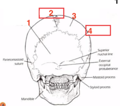 <p>What structure is 4?</p>
