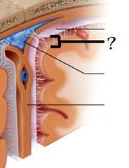 <p>a space in the meninges beneath the arachnoid membrane and above the pia mater that contains cerebrospinal fluid, cerebral arteries, veins & cranial nerves.</p>