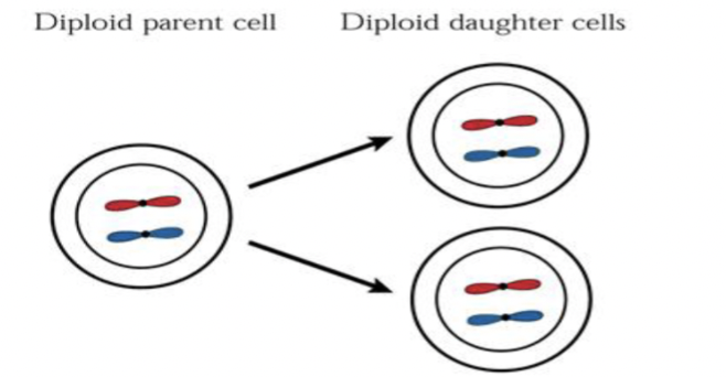 <p>Mitosis</p>