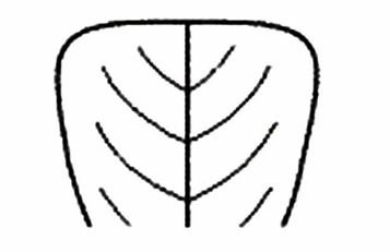 <p>A leaf apex that appears to be cut off nearly straight across.</p>
