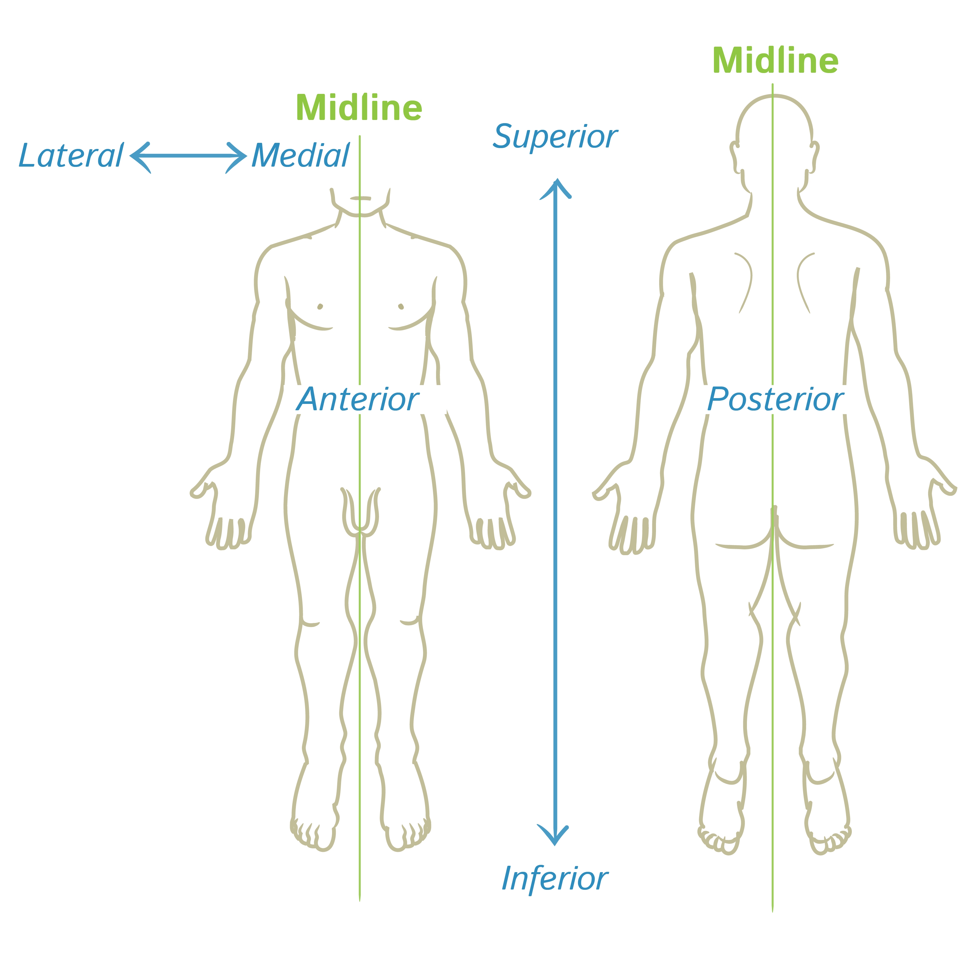 <p><strong>Lateral </strong>is a term used to describe the location of a body part ‘away’ from the midline or the middle of the body<strong>. </strong>For instance, the little toe is located on the <strong>lateral</strong> side of the foot, or the ears are <strong>lateral</strong> to the eyes, meaning thereby that the ears are farther from the midline as compared to the eyes.</p>
