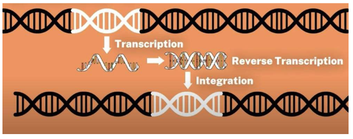 <p><span style="color: rgb(255, 255, 255);">Class 1: Retrotransposons (TE DNA)</span></p>