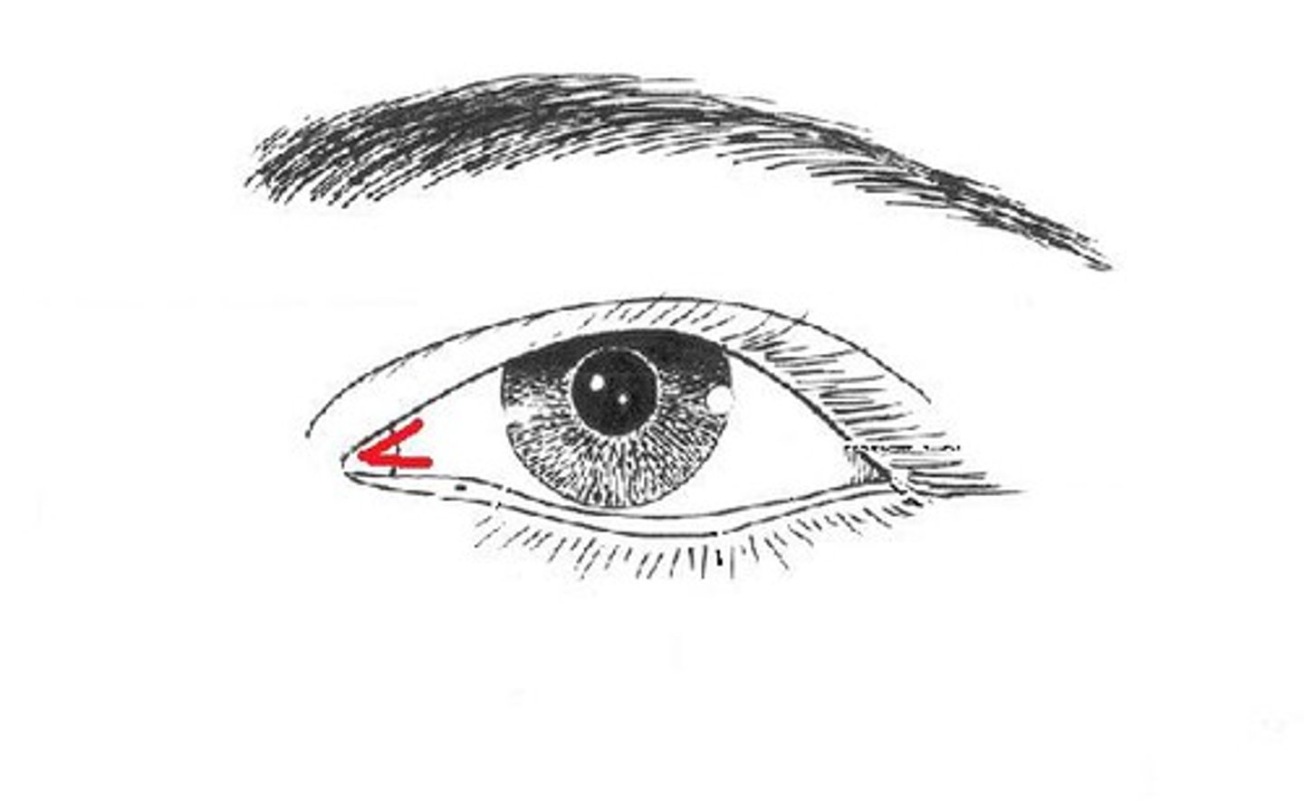 <p>inner corner of the eye where the upper and lower eyelids meet</p>