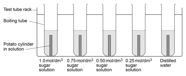 <p><strong><u>Required Practical 3 — Osmosis:</u></strong></p><p>Describe a method to investigate the effect of a range of concentrations of salt or sugar solutions on the mass of plant tissue.</p>