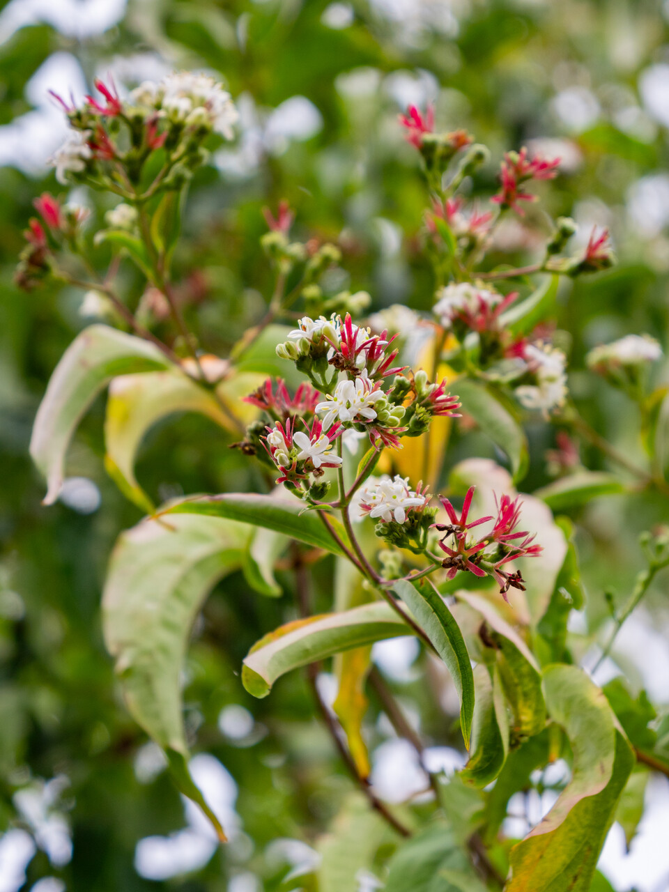 <p>Caprifoliaceae</p><p>Opposite </p><p>3-5 inch leaves with wavy margins</p><p>prominent veins</p><p>acuminate tip</p><p>flowers on terminal end of stem - panicle</p><p>exfoliating bark</p><p>10-20’</p><p>red calyx when flowers done</p>