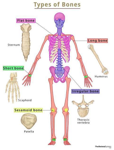 <p>Thin and curved bones that provide protection and a broad surface for muscle attachment, such as the skull and ribs. </p>