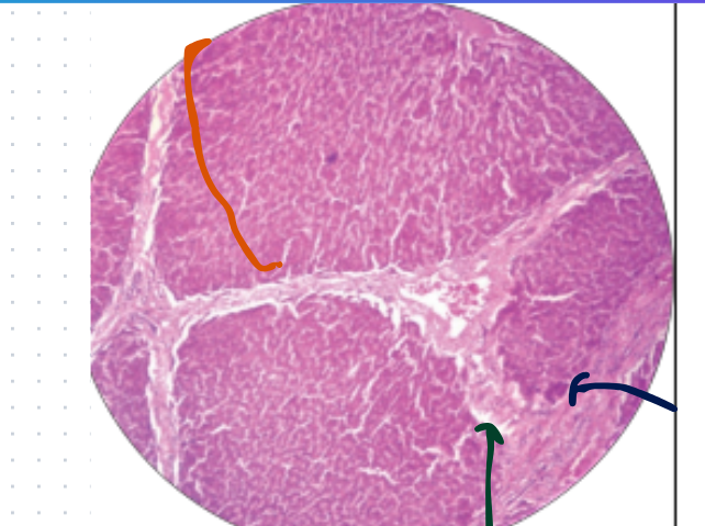 <p>What is this histology slide?</p>