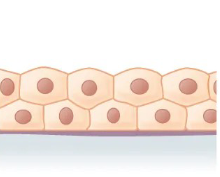 <p>What the shape and layer of this epithelial tissue?</p>
