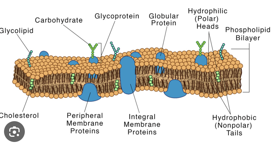 <p>After using freeze fracture (a method that froze the membrane, then cracked it open) they found instead of a smooth model, a model with bumps. This proved the Davson Danielli model wrong, since it’s clear that proteins were embedded into the membrane. They developed the fluid mosaic model which shows the phospholipid bilayer with proteins in between, and the proteins can move through the membrane as the membrane isn’t rigid. The membrane contains: phospholipids, channel proteins, pump proteins, cholesterol, glycolipids, glycoproteins, enzymes, etc. </p>