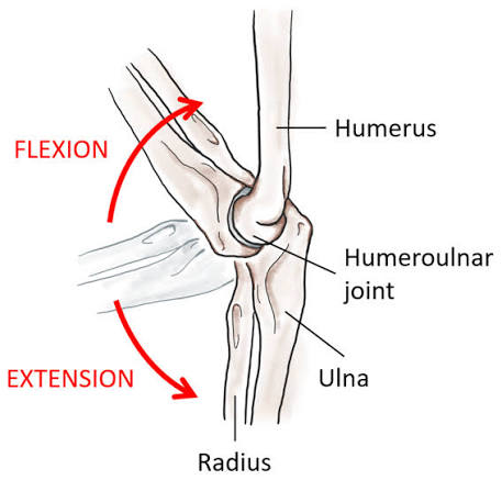 <p>Flexion</p><p>extension</p>