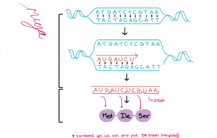 <p>(GENE EXPRESSION) <u>“GENE EXPRESSION”</u></p><ul><li><p>Label the diagram of TRANSCRIPTION and TRANSLATION.</p></li></ul><p></p>