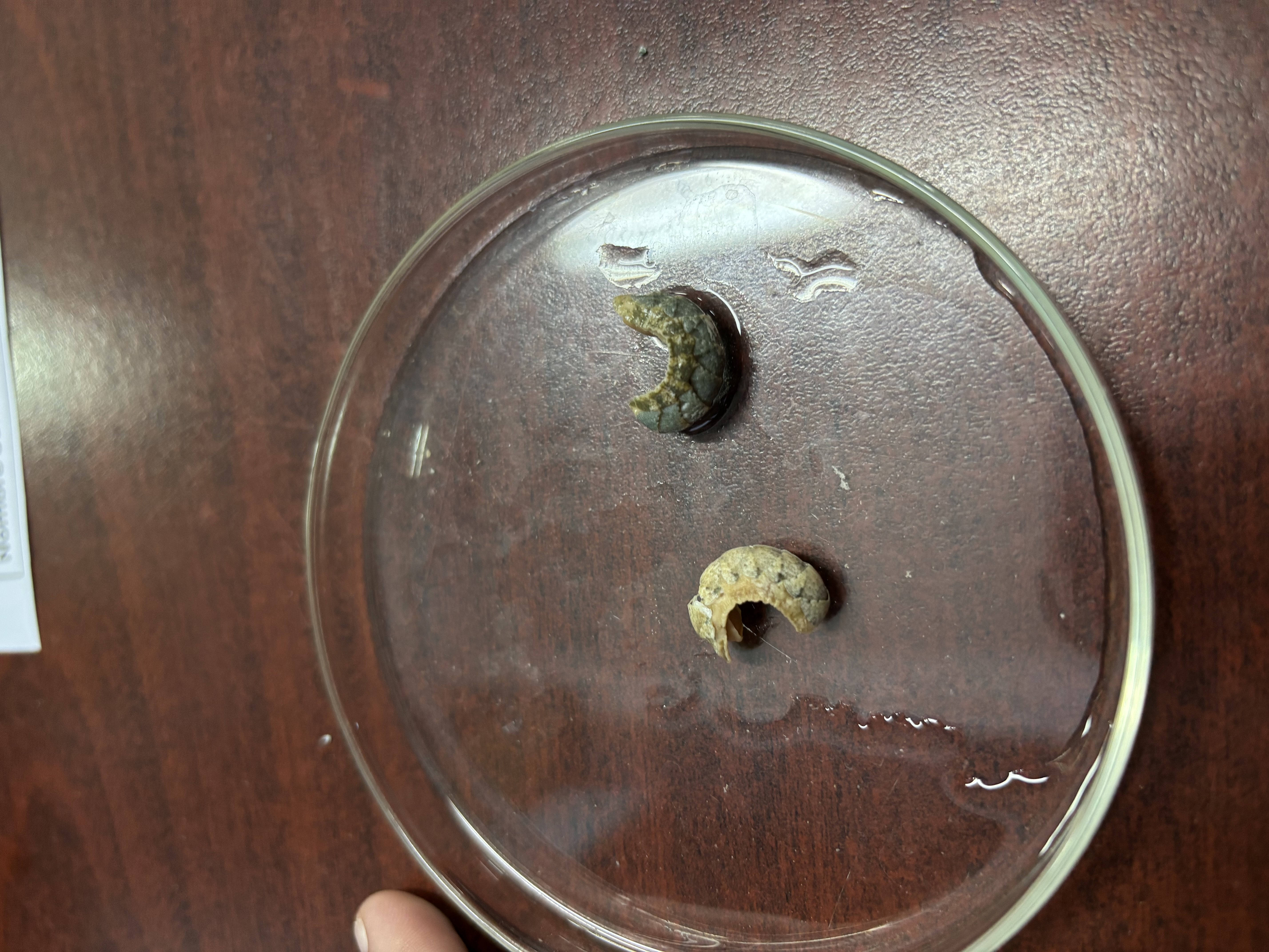 <p><strong>FILO<br>CLASE</strong><br><strong>FAMILIA</strong><br><strong>GÉNERO<br>CARACTERÍSTICAS</strong><br><strong>RÁDULA<br>ALIMENTACIÓN<br>HÁBITAT</strong></p>