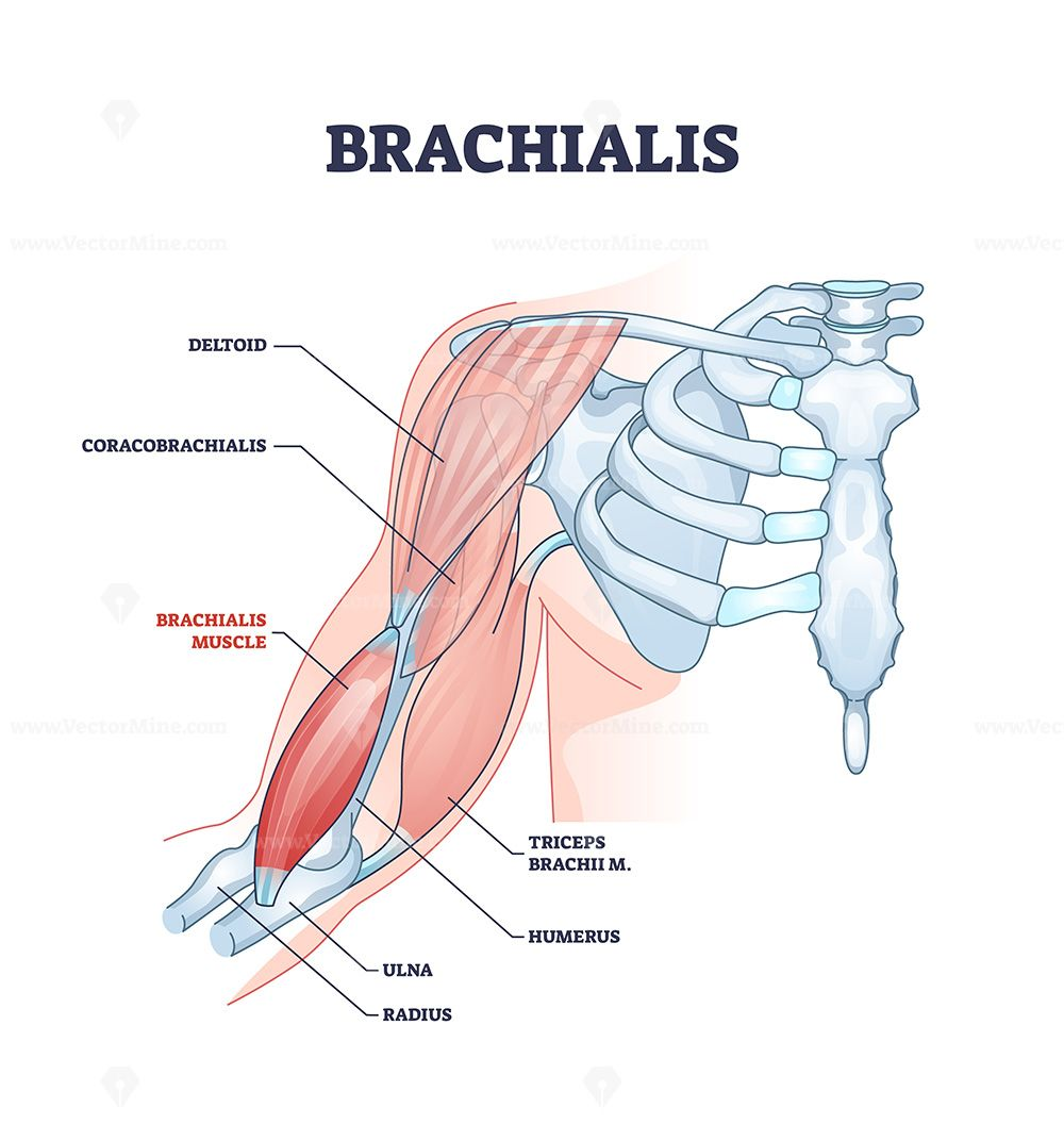 <p>Brachialis</p>