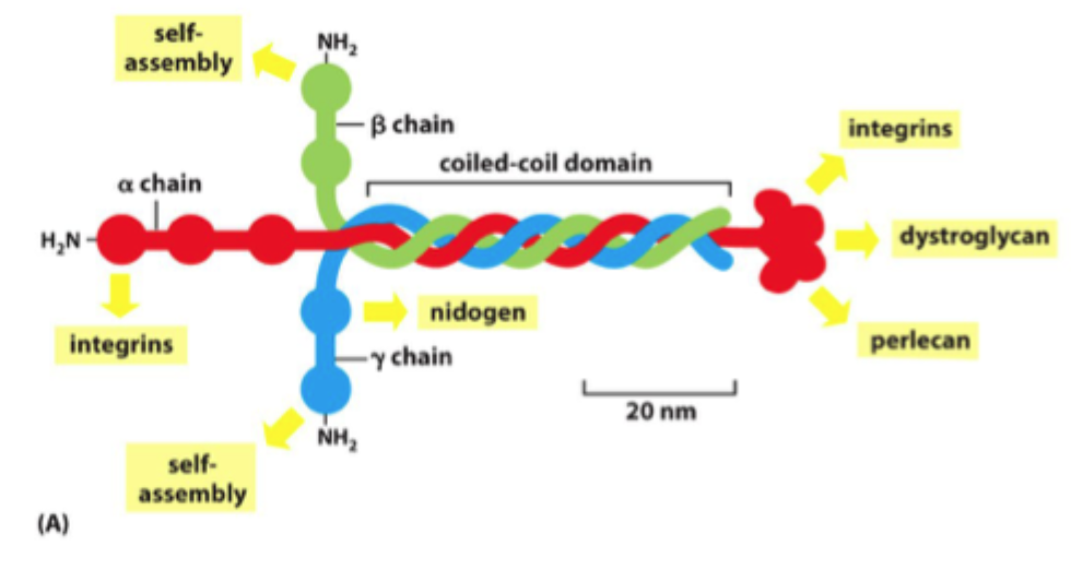 <p>Det kan binde til <strong>andre lamininmolekyler</strong>, til <strong>perlecan</strong>, til <strong>nidogen</strong> og til celler via <strong>integriner</strong> eller <strong>dystroglycan</strong>.</p>