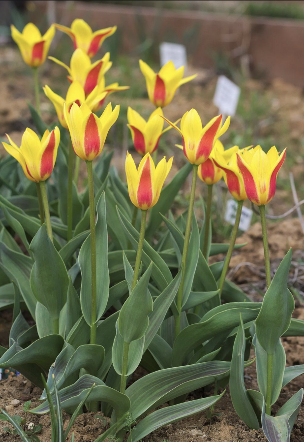 <p>‘Chopin’<br>“water-lily tulip”<br>tinged red, yellow?</p>