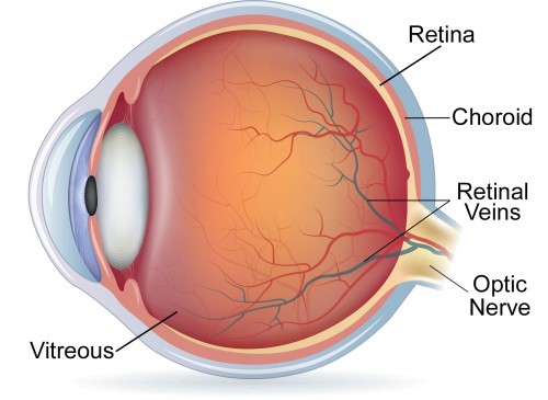 <p>Captures vision input</p>
